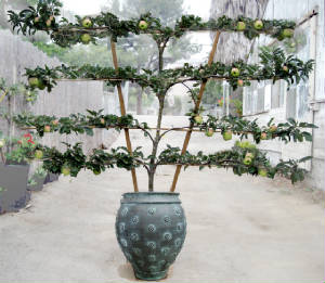 AppleEspalier.jpg
