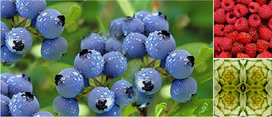 HerbsandBerries.jpg