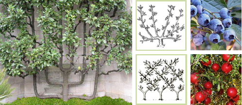 FruitTreeImage.jpg