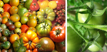 Tomato.jpg